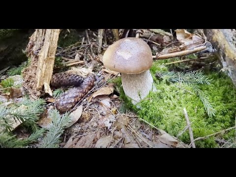 Видео: Грибной тур в Карпатах с Артуром! Урожай, которого никто не ожидал 🍄
