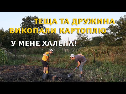 Видео: Сталася велика халепа! Картопля все! Роздуми.