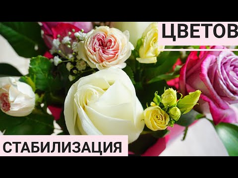 Видео: Стабилизация цветов, как стабилизировать цветы, мой опыт