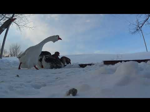 Видео: кормление Холмогорских гусей зимой
