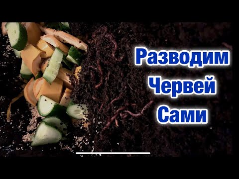 Видео: Разводим червей для рыбалки в гараже.