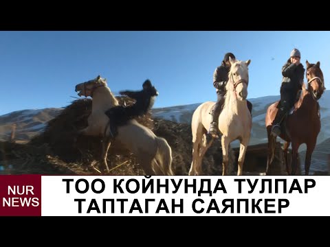 Видео: Тоо койнунда тулпар таптаган саяпкер