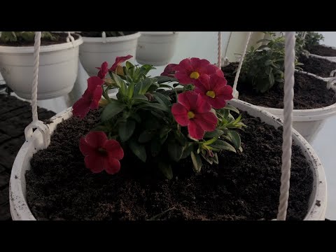 Видео: Отопление теплицы для рассады цветов. Переезд в теплицу и обзор растений 02.03.2021