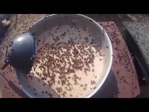 Видео: Белковая подкормка, работа на пасеке 16 марта