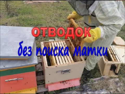 Видео: Семья в роевом состоянии  Противороевой отводок без поиска матки