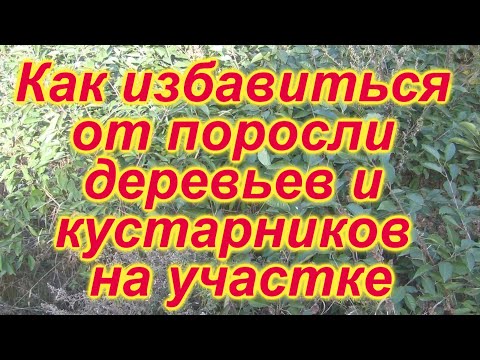 Видео: Как навсегда (100 %) избавиться от любого дерева и его поросли Как умертвить корневую систему дерева