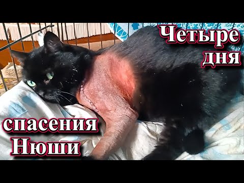 Видео: Четыре дня спасения Нюши. 
