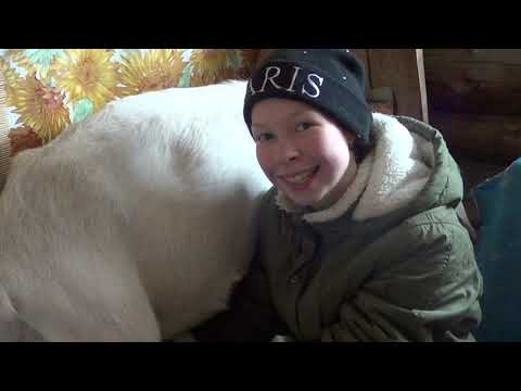 Видео: КАК ПОДОИТЬ КОЗУ// ДЛЯ ЧАЙНИКОВ И ПРОФИ//КАК ПРАВИЛЬНО ПОДОИТЬ КОЗУ//КОЗА//КОЗОВОДСТВО//