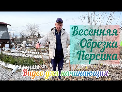 Видео: Как правильно обрезать и сформировать персик 1-й,2-й,3-й год после посадки.