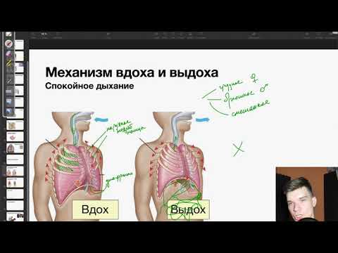 Видео: Мышцы вдоха и выдоха | Биология ЕГЭ