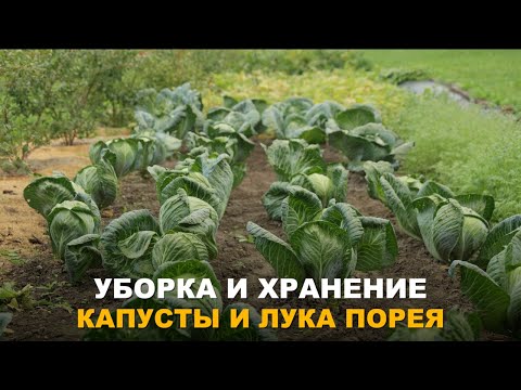 Видео: КАПУСТА И ЛУК-ПОРЕЙ В СВЕЖЕМ ВИДЕ СОХРАНЯТСЯ НАДОЛГО. Способы хранения капусты и лука-порея.