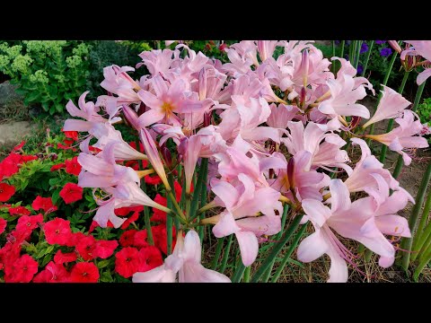 Видео: Удивительный, неприхотливый цветок для вашего сада - Амариллис.