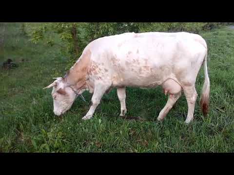 Видео: Какой доход от одной коровы за месяц)) куда деваются 💰 деньги)) расходы на содержание коров.