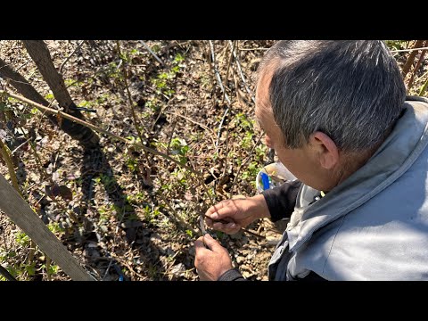 Видео: Ашладисване на райска ябълка в градината на бай Тошо | Март 2024