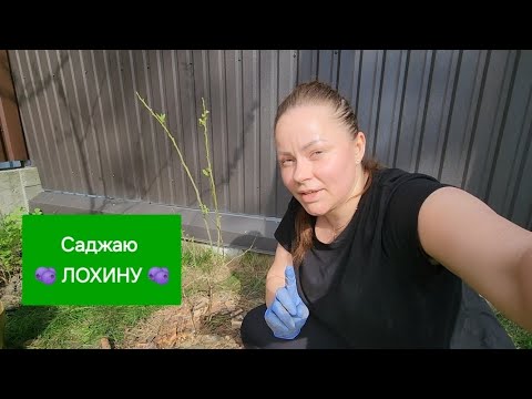 Видео: ЛОХИНА - це не те, що ви думаєте 🤣 Як садити лохину. Непроста задача-посадка лохини.