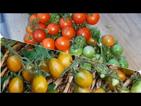 Видео: Монгольский  Карлик в бочках! И обзор редких томатов 🍅🍅🍅