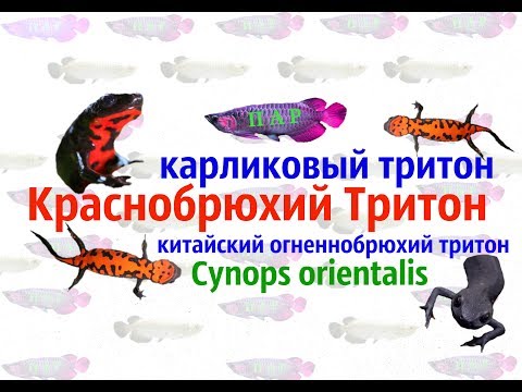 Видео: Краснобрюхий тритон.Cynops orientalis.