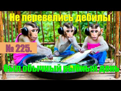 Видео: № 225. Не перевелись ещё дебилы на земле. Был обычный рыбный день, четверг.#антимошенники#аферисты