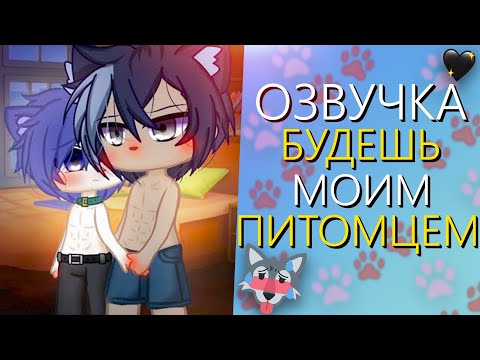 Видео: ОЗВУЧКА СЕРИАЛА 🐾 Будешь моим питомцем 🐈 Гача Лайф Мини Фильм - Gacha Life [Яой]