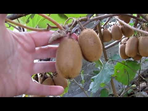 Видео: сорта киви