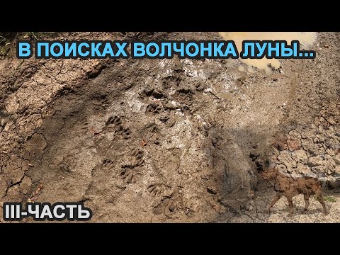 Видео: ИЩЕМ ВОЛЧОНКА ЛУНУ!!! ПОТЕРЯЛАСЬ В ЛЕСУ!!! III-ЧАСТЬ !!! ВОЛКОСОБ/ВОЛК/ДВОРНЯЖКА/ПИТБУЛЬ.