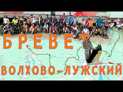 Видео: БРЕВЕТ ВОЛХОВO-ЛУЖСКИЙ 200 │26.07.2025
