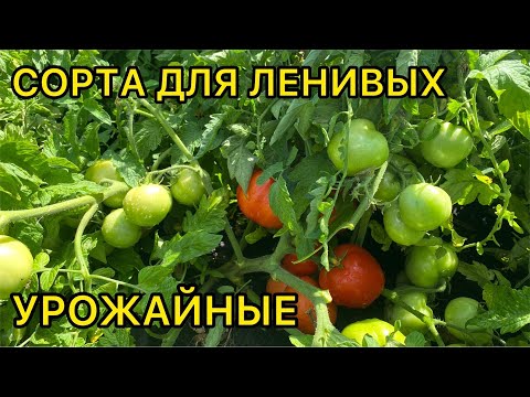 Видео: 10 СОРТОВ ТОМАТА - ПОСАДИЛ И ЗАБЫЛ. САМЫЕ БЕСПРОБЛЕМНЫЕ.