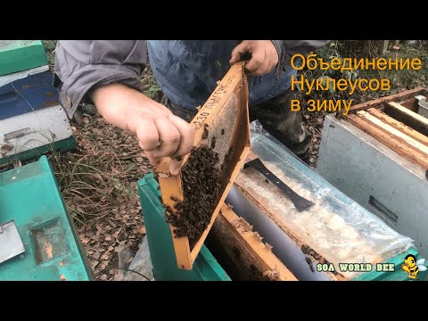 Видео: Объединение Нуклеусов в зиму