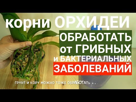 Видео: корни орхидеи ОБРАБОТКА от возбудителей грибных и бактериальных БОЛЕЗНЕЙ