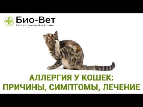 Видео: Аллергия у Кошек: Причины, Симптомы и Лечение // Сеть Ветклиник БИО-ВЕТ