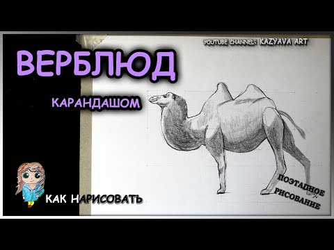 Видео: Как нарисовать ВЕРБЛЮДА карандашом пошагово