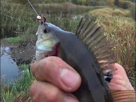 Видео: Ловля на боковой кивок. Рыбалка в октябре.  Осенний клёв окуня на мормышку.