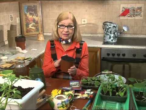 Видео: Сад.  Серия 184.  Сеем семена пеларгонии (герань).