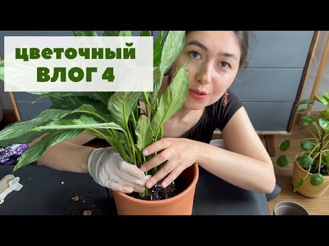 Видео: ЦВЕТОЧНЫЙ ВЛОГ 4 / Пересадка вариегатных спатифиллума и филодендрона