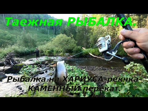 Видео: Рыбалка на ХАРИУСА/Проверка ТАЕЖНОЙ Речушки/Речка выдала партию ХАРИУСА. 4К