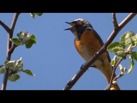 Видео: Обыкновенная горихвостка поёт ранним утром [Phoenicurus phoenicurus]