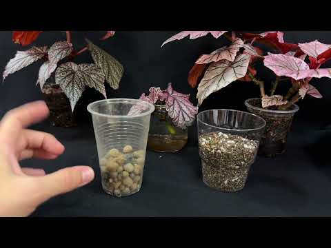 Видео: Обзор тростниковых бегоний и посадка черенка бегонии Arthur Mallet