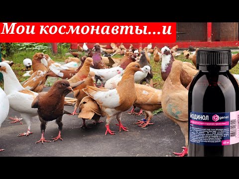 Видео: Голуби космонавты и йодинол