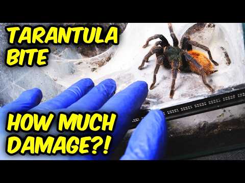 Видео: ЭКСПЕРИМЕНТ ПРОДОЛЖАЕТСЯ — Проверка ущерба, вызванного укусом тарантула