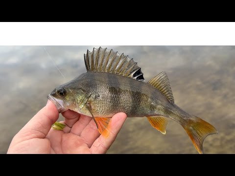 Видео: ЛЁГКАЯ катушка для ультралайта Mavllos Resolute Bass☝️МИКРОДЖИГ ЗИМОЙ!