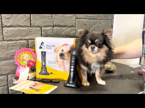 Видео: А Вы стрижёте @ ЧИХУАХУА ДШ ??? Наша помощница- МАШИНКА ДЛЯ СТРИЖКИ СОБАК MAJOR DOG Hunfrise H11