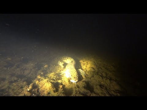 Видео: Подводная охота на Вычегда. Поиск налима. 2018.