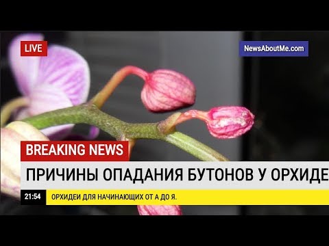 Видео: Почему опадают бутоны у цветущих орхидей?