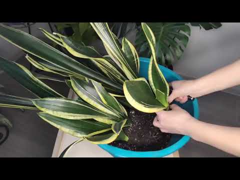 Видео: Сансевиерия Блэк Голд. Отделение и посадка деток. Размножение листом