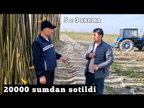 Видео: Павловния нархлари ва йер таййорлаш жарайони  ( Павловния дерево )