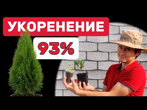 Видео: Результат летнего черенкования туи. Пересадка укорененных черенков в P9. Простой способ размножения.