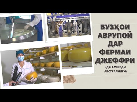 Видео: БУЗҲОИ АВРУПОИ ДАР ФЕРМАИ ДЖЕФФРИ (ДЖАМШЕДИ АВСТРАЛИЯГӢ) **** ФЕРМА ДЖЕФФРИ ( ДЖАМШЕД) В ЗАФАРАБАДЕ