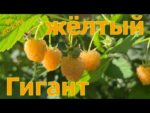 Видео: Малина ЖЁЛТЫЙ ГИГАНТ! Золото в ВАШЕМ саду! Обзор сорта