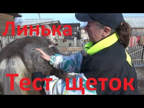 Видео: Чем чистить линяющую лошадь