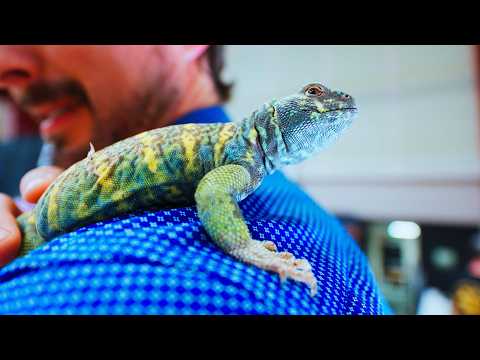 Видео: Что на самом деле произошло на выставке рептилий в Денвере с участием Clint's Reptiles